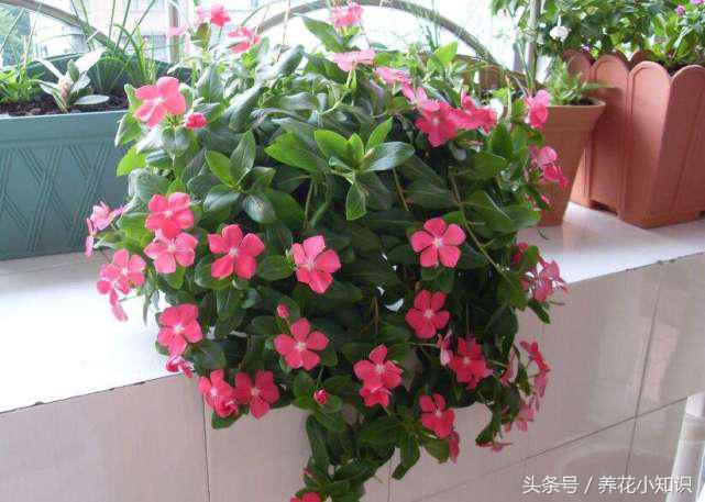 各种花卉的叶片如何浇水施肥,养的花叶片一直保持油绿根系强壮