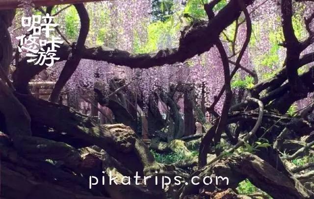 看日本樱花攻略,日本赏樱花最美的地方