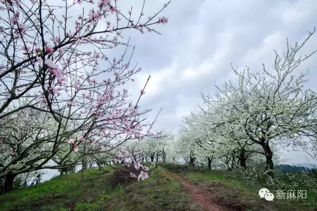 春天第一花麻阳,故乡最先盛开的是什么花