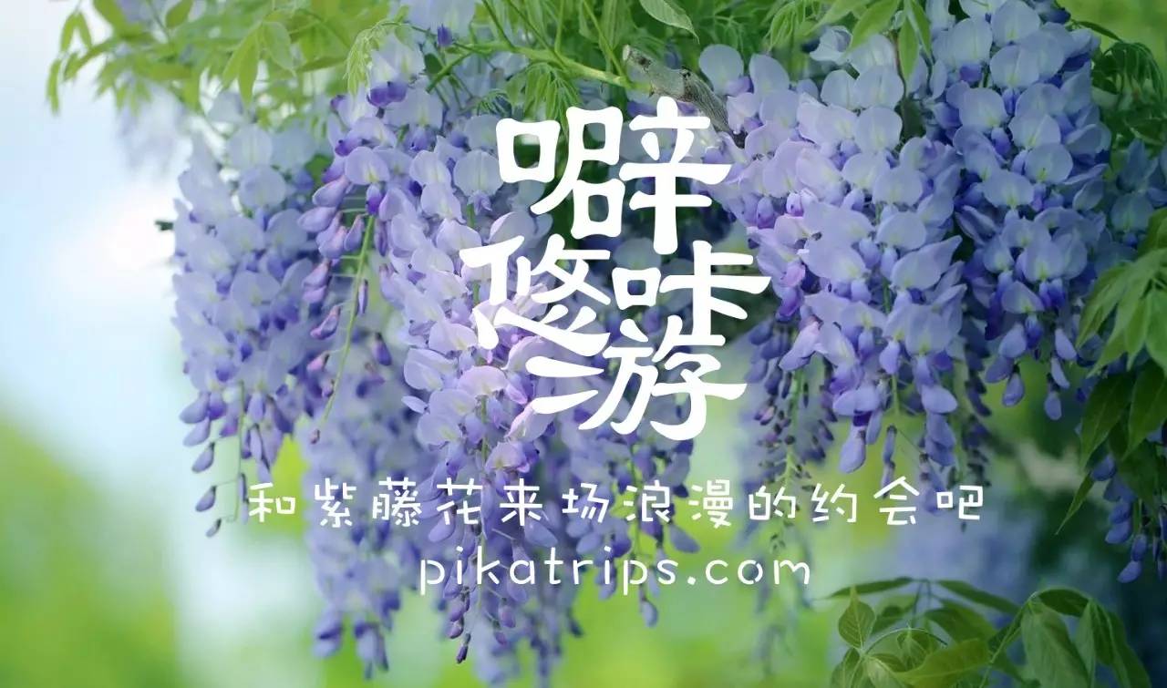 看日本樱花攻略,日本赏樱花最美的地方