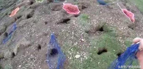 兔子曾给人类带来的灾害,英国人把24只兔子带到澳洲