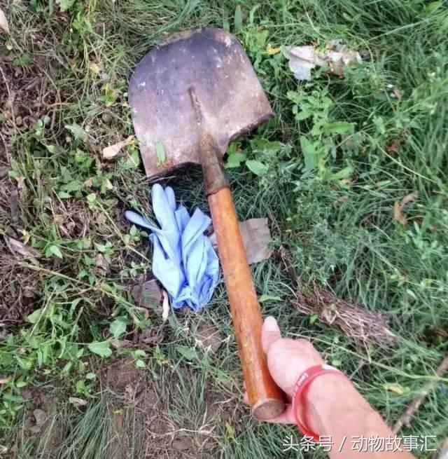 路上遇到被撞死的小动物怎么处理,高速上看到被撞死的小动物怎么办