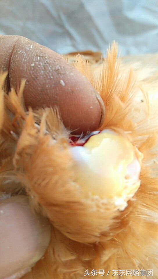 鸡新城疫系疫苗使用方法,鸽子新城疫疫苗一般多长时间起效