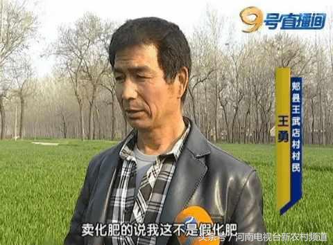 小麦扬花后麦叶尖发黄是怎么回事,小麦假化肥表现