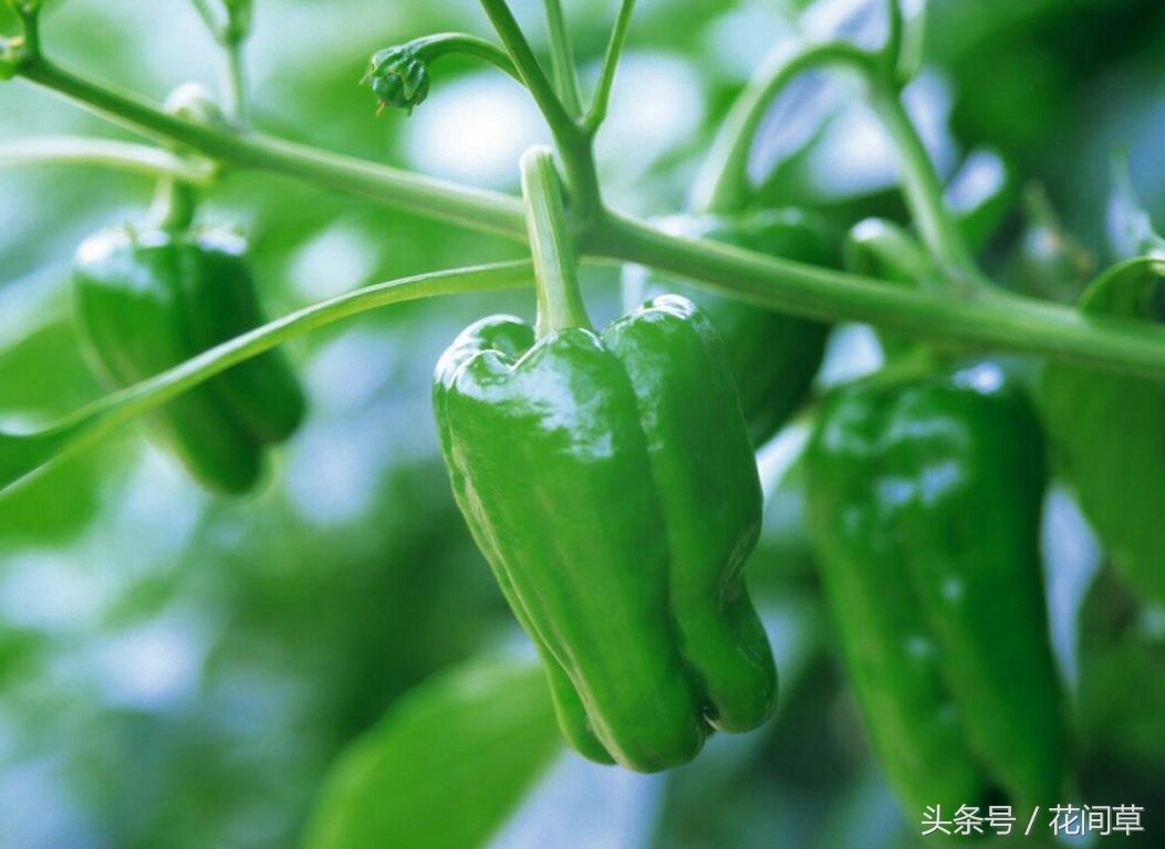 废物利用辣椒籽、发了芽的生姜别丢，几步让它变成阳台盆栽蔬菜