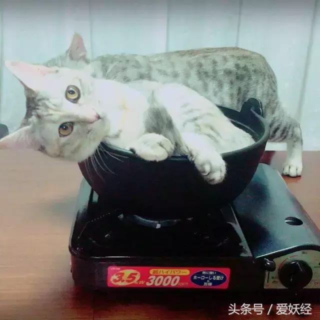 爱妖经｜开春了，来锅猫吧