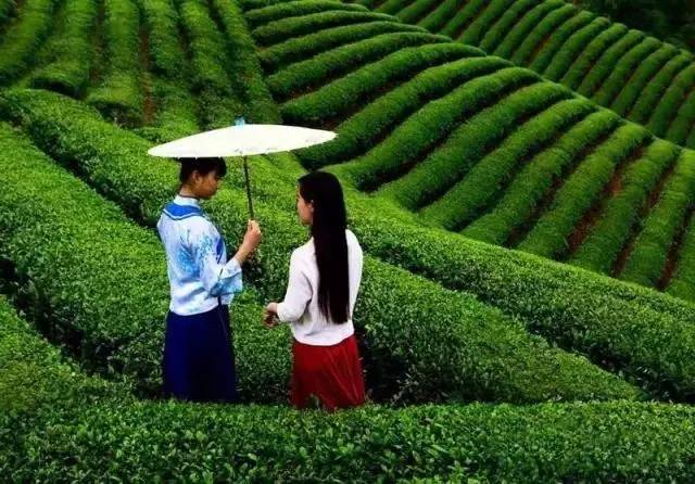 婺源县绿茶,婺源绿茶老字号