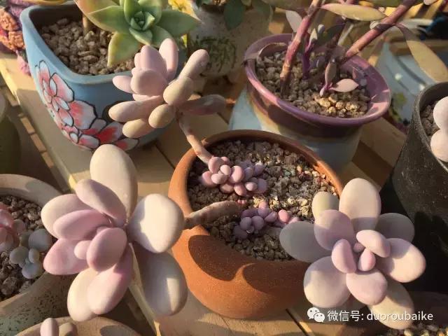 一入肉坑深似海下一句,一入肉坑深似海