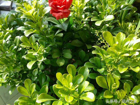 米兰怎么养才能旺盛小妙招,米兰花养殖方法冬天米兰怎么修剪