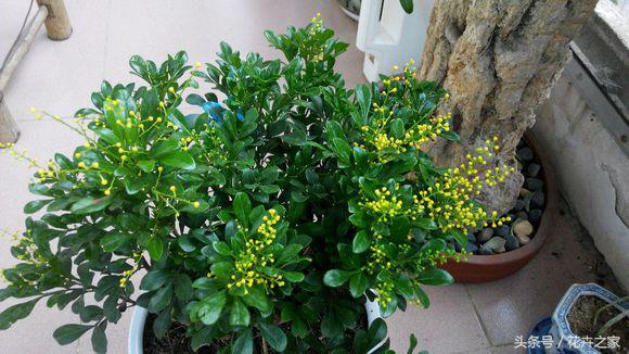 米兰怎么养才能旺盛小妙招,米兰花养殖方法冬天米兰怎么修剪