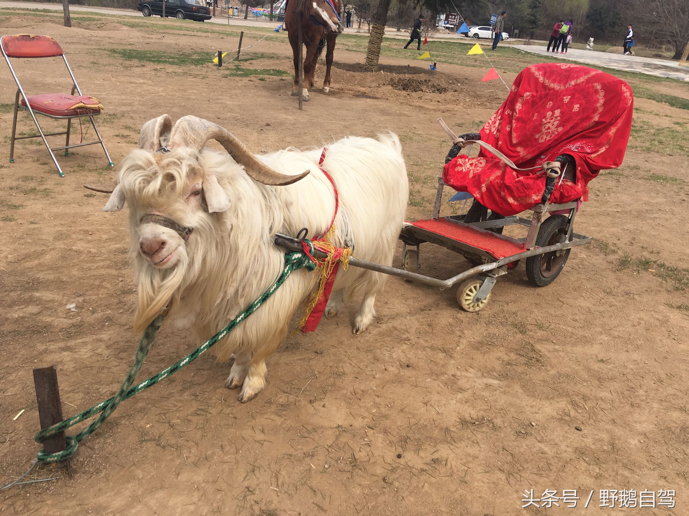八达岭野生动物园野兽区,八达岭动物园自驾攻略大全