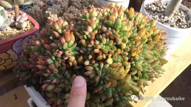 多肉为什么比较坑,多肉基础知识详解