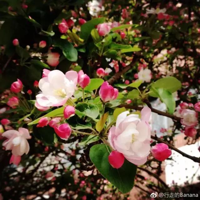 美爆了春天好去处,天津春天赏花的地方有哪些推荐