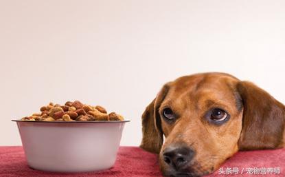 狗狗饿了有什么表现,饿狗狗会记住教训吗