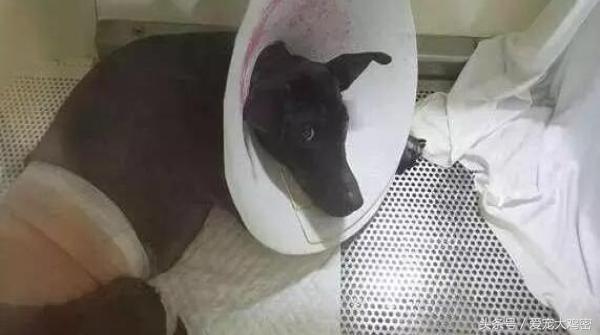 狗狗误食后浑身发抖,狗狗误食骨头拉肚怎么办