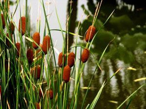 中草药蒲黄炭,中草药蒲黄配方