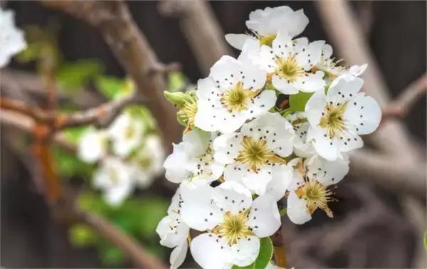 美爆了春天好去处,天津春天赏花的地方有哪些推荐