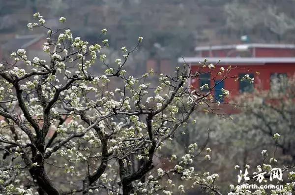 美爆了春天好去处,天津春天赏花的地方有哪些推荐