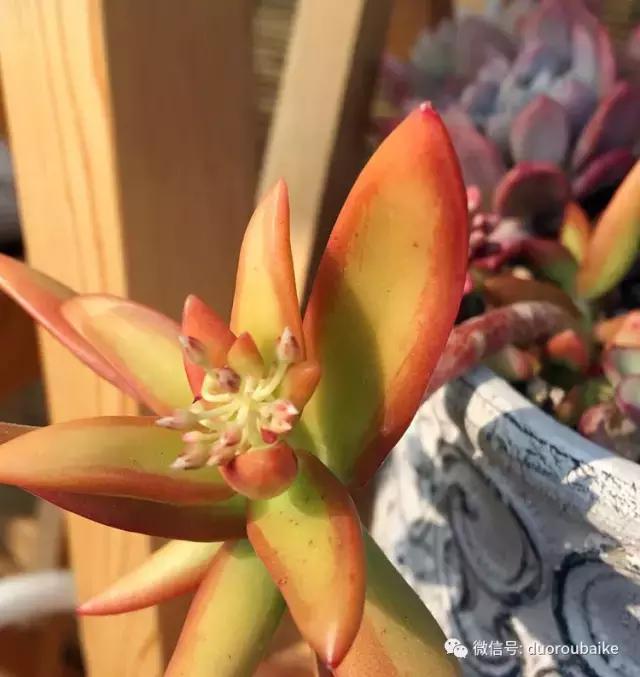 那些年我养过的多肉,这些年养过的花花草草