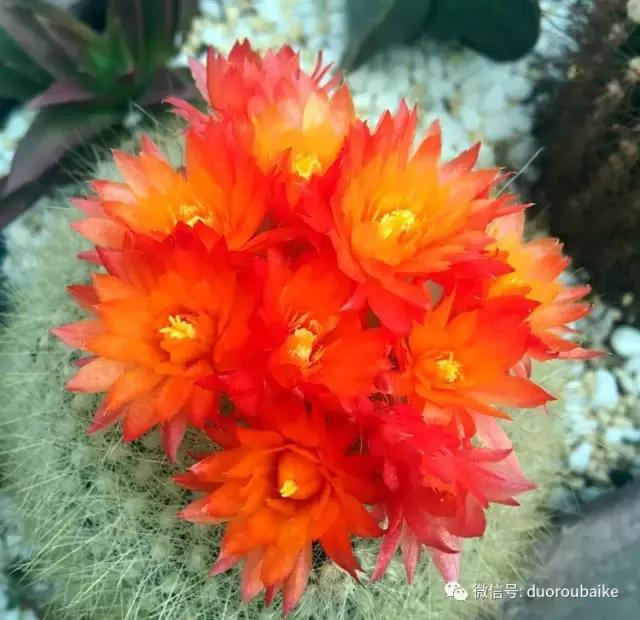 那些年我养过的多肉,这些年养过的花花草草