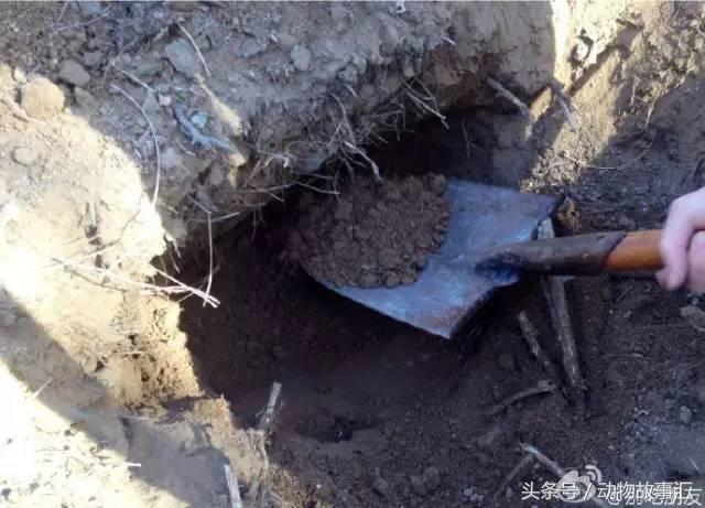 路上遇到被撞死的小动物怎么处理,高速上看到被撞死的小动物怎么办