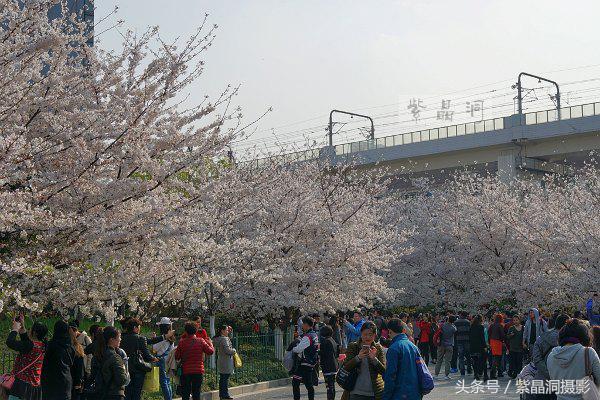 上海看樱花公园,上海看樱花去同济大学