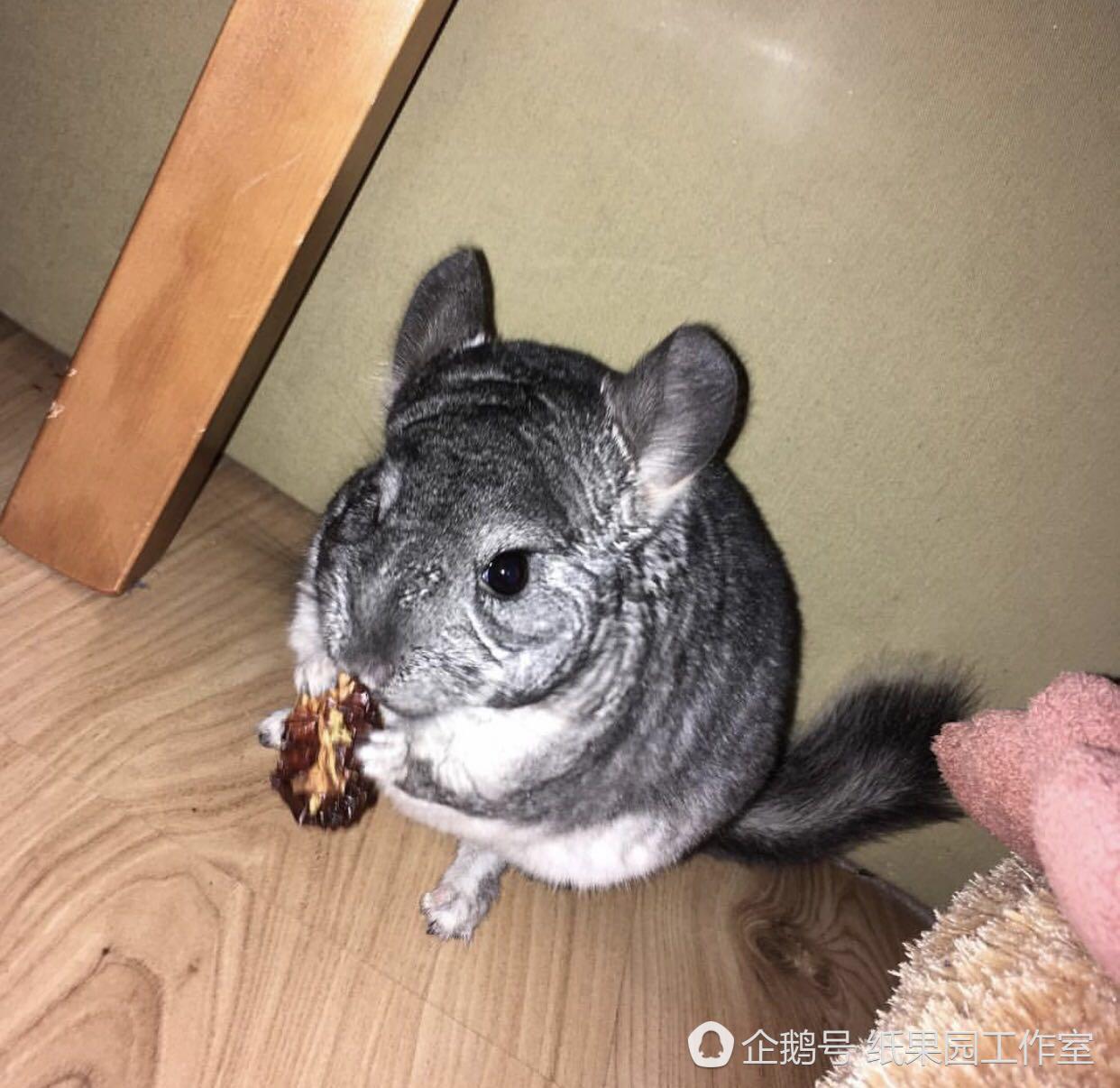 波兰女神爱龙猫，也是文艺女青年