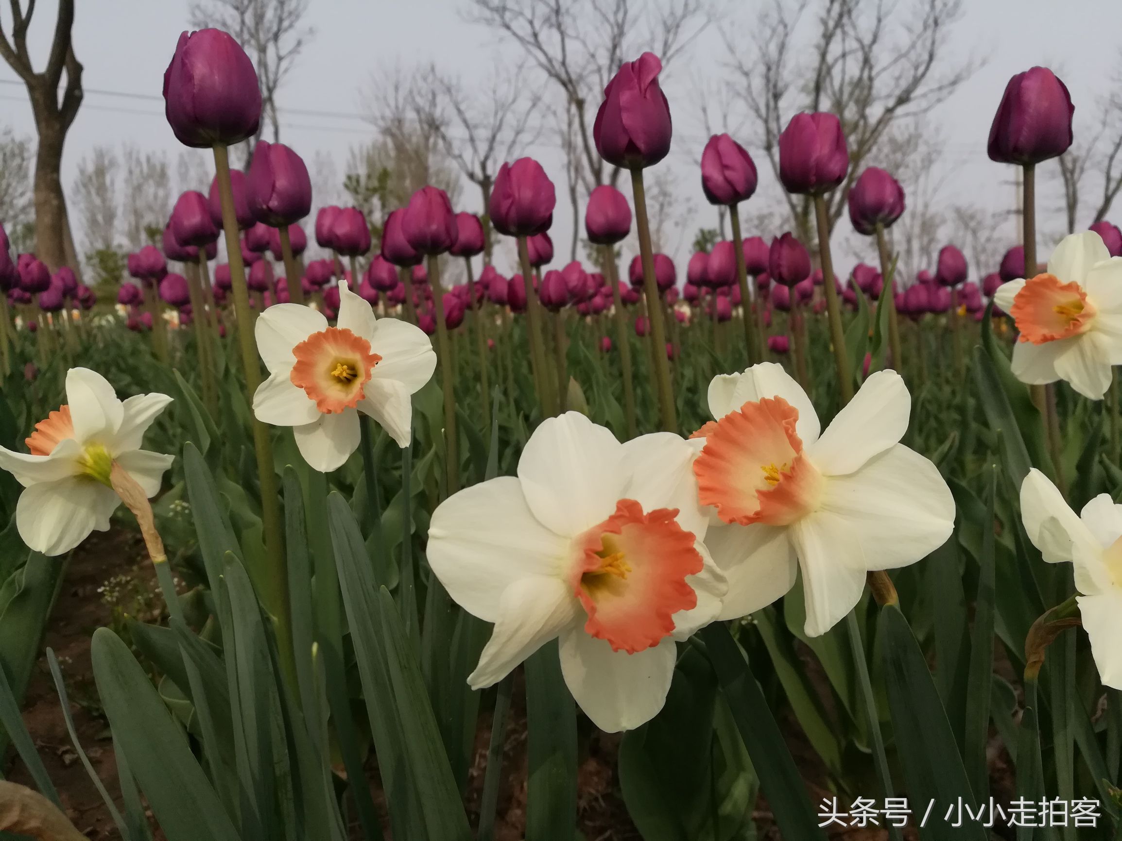 郁金香恶魔,传说中的郁金香种子