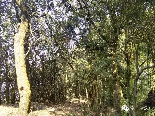 禄劝九龙石牛山原始森林,云南禄劝县团街镇卓干山原始森林