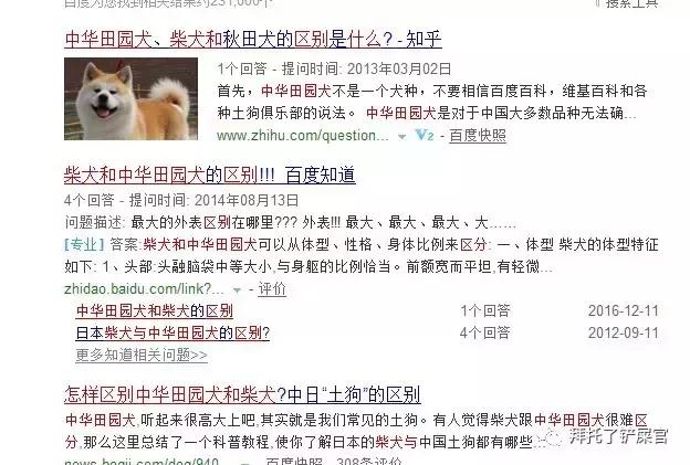 日本土狗为什么那么可爱,日本土狗是柴犬还是秋田犬