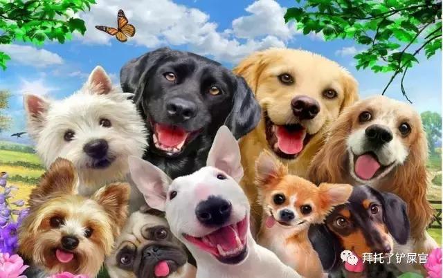 日本土狗为什么那么可爱,日本土狗是柴犬还是秋田犬