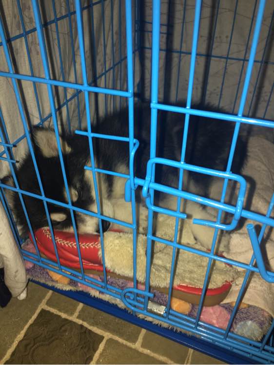 家里哈士奇很蠢怎么办,家里养的哈士奇太凶怎么办