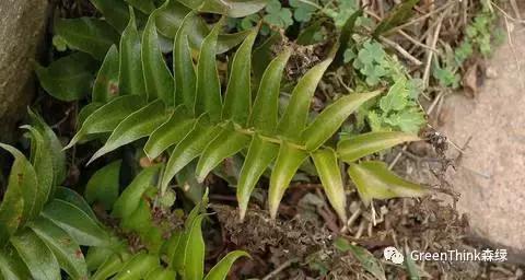 狼尾蕨造景方法,狼尾蕨的森林造景