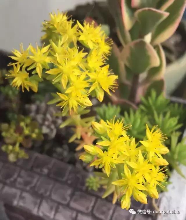 那些年我养过的多肉,这些年养过的花花草草