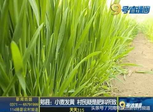 小麦扬花后麦叶尖发黄是怎么回事,小麦假化肥表现