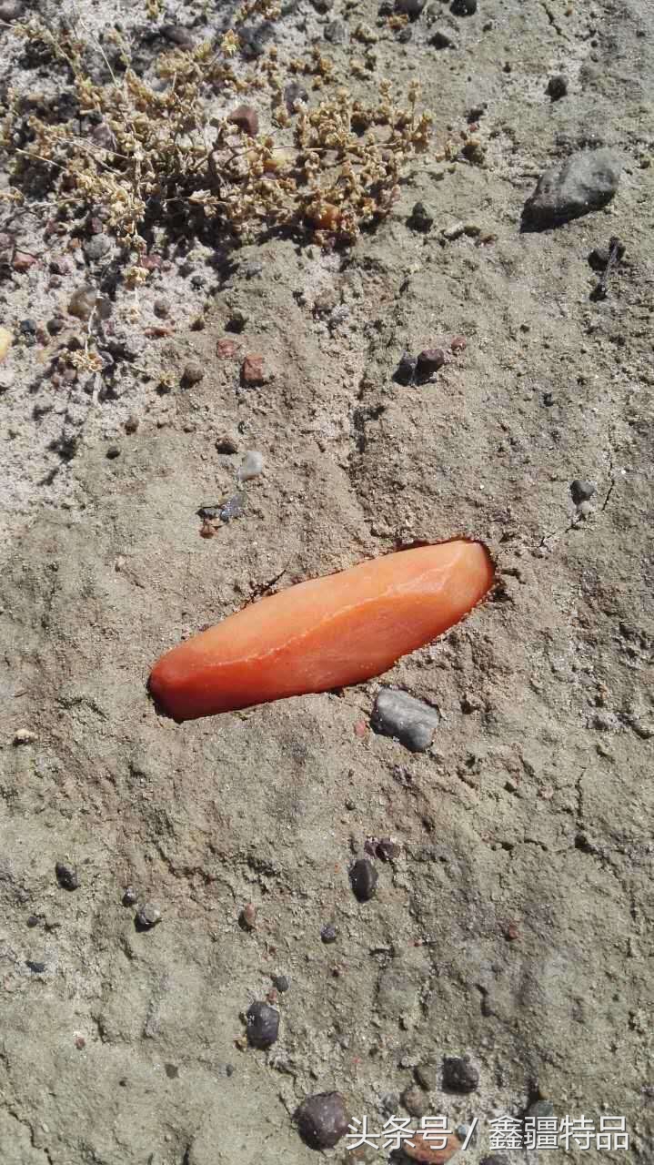 金丝玉宝石光在哪捡,捡金丝玉海蓝宝石的地方