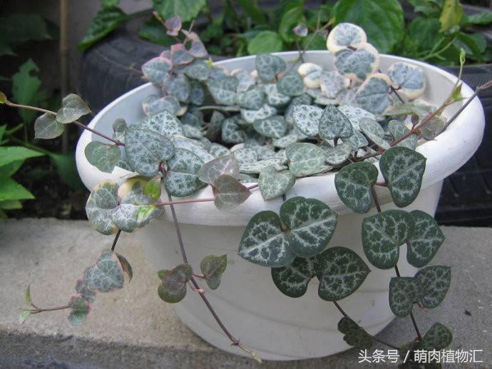 萝藦科多肉是什么颜色的,多肉植物之萝藦