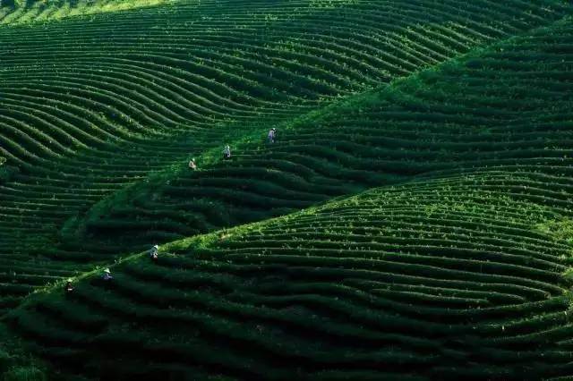 婺源县绿茶,婺源绿茶老字号