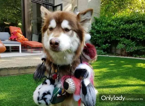 私人飞机？名牌包包？明星合影？这些宠物竟然这么大牌！