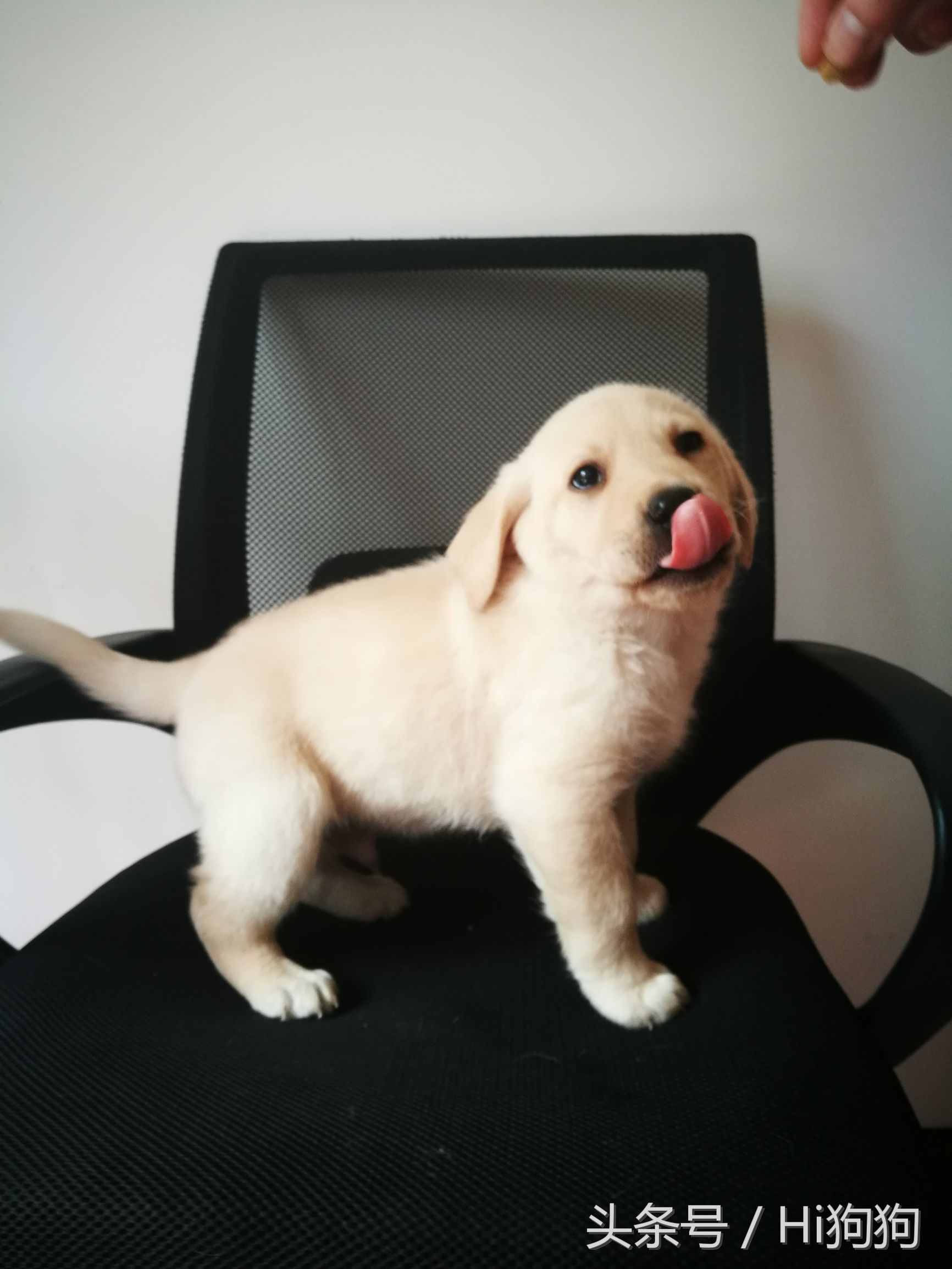 拉布拉多领养现场选出新主人,大骨架拉布拉多幼崽领养