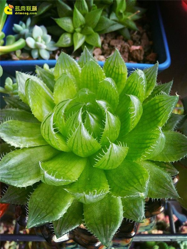 一个脚气患者的真实故事,关于癣有趣的故事