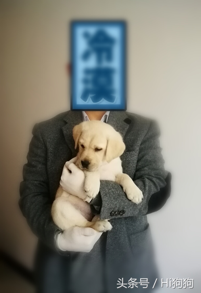 拉布拉多领养现场选出新主人,大骨架拉布拉多幼崽领养