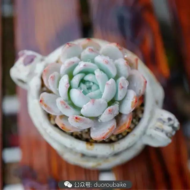 春雨多肉精品,包邮区的多肉