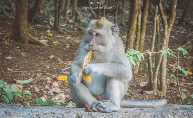 巴厘岛自由行5日游,巴厘岛天堂之旅