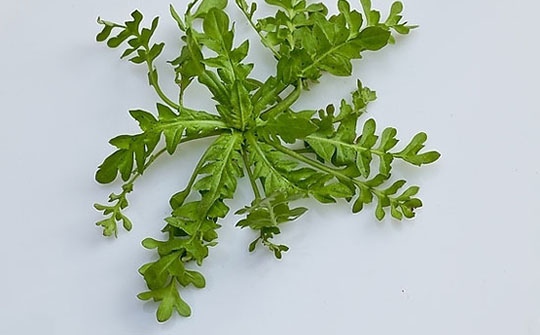 脾胃不适怎么吃水果,春季吃什么菜对脾胃好