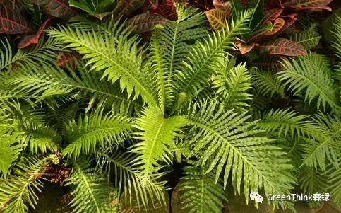 狼尾蕨造景方法,狼尾蕨的森林造景