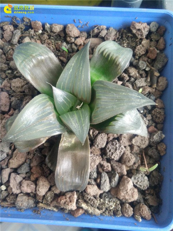 一个脚气患者的真实故事,关于癣有趣的故事