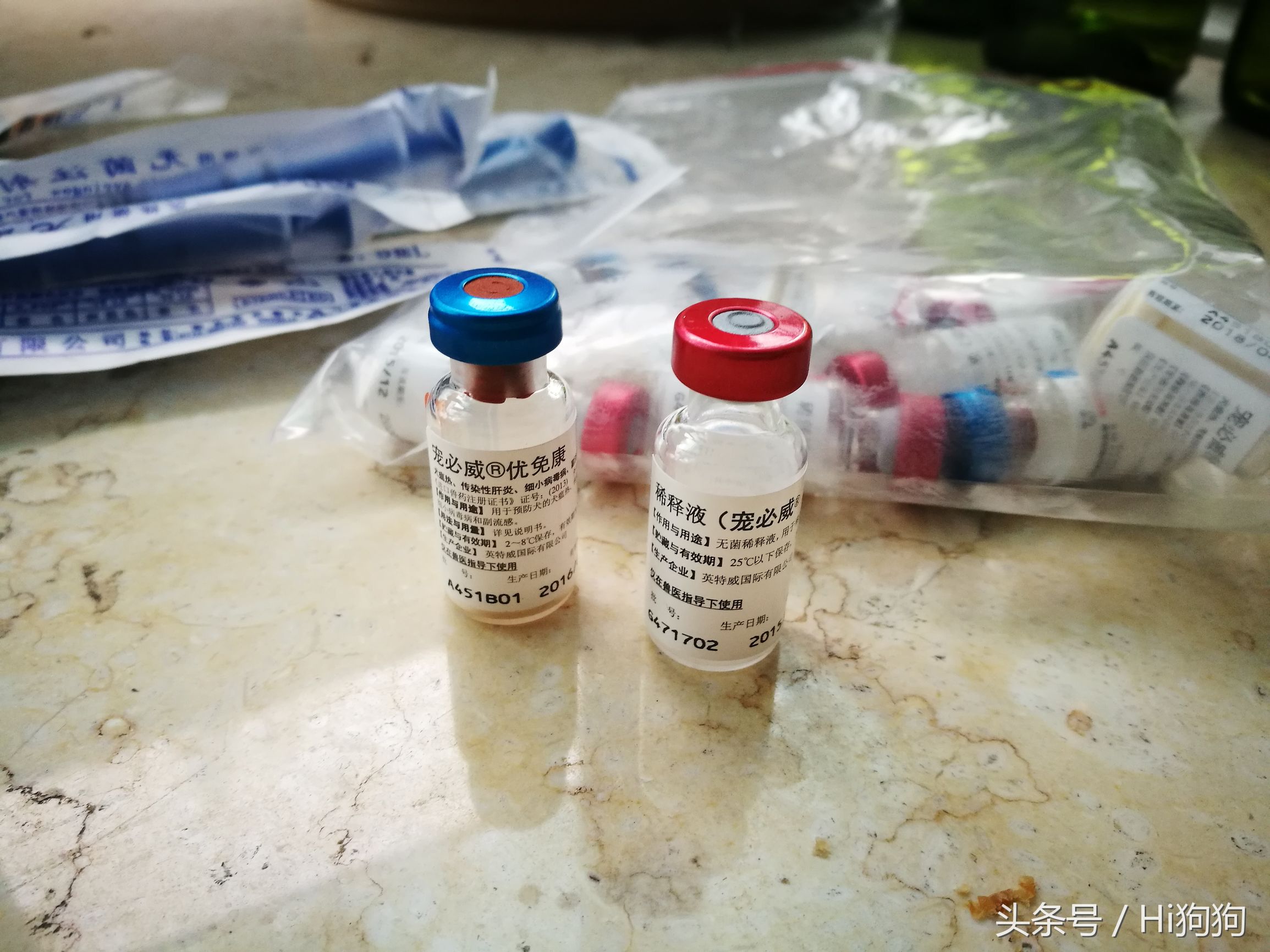 拉布拉多领养现场选出新主人,大骨架拉布拉多幼崽领养