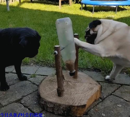 巴哥犬自己做狗粮,自制宠物喂狗神器