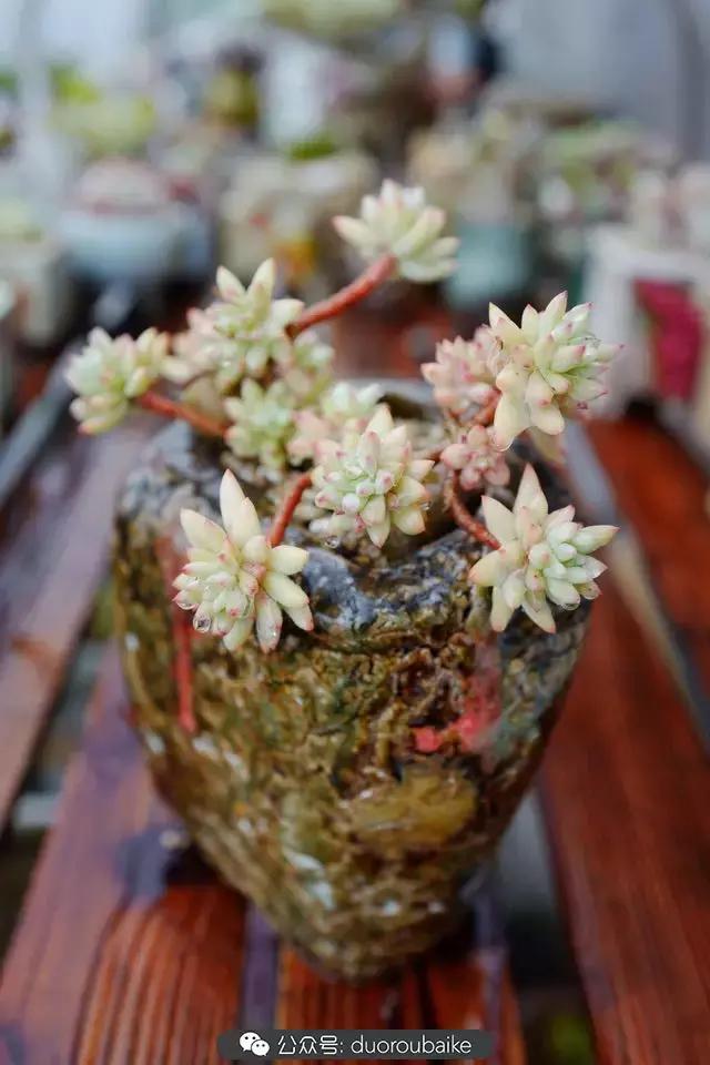 娇艳欲滴的多肉植物,春雨中多肉图片大全